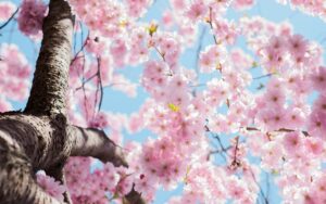 Inheriting IRA from Spouse